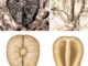 Investigadores de varios museos y universidades americanas han descubierto nuevas especies de uvas fósiles, de entre 60 y 19 millones de años, y entre ellas las más antiguas que se han encontrado en el hemisferio occidental. En la imagen los restos fósiles encontrados. Fotografía: Fabiany Herrera/Museo Field de Chicago