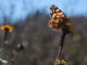 Fotografía de una mariposa sobre una flor, en una fotografía de archivo.EFE/Luis Gandarillas