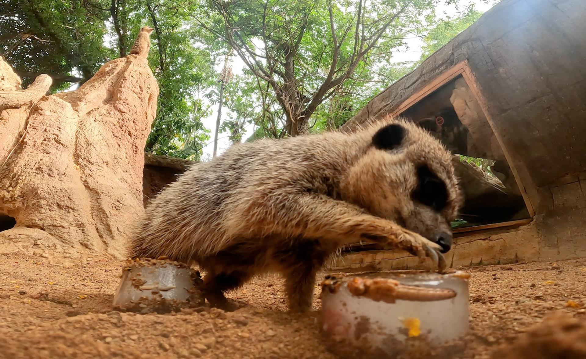 Helados de carne o verduras, granizados con tropezones de insectos, polos con sabor a pescado y sorbetes a base de sangre son algunos de los platos que incluye el menú veraniego del zoológico Bioparc de Fuengirola (Málaga) para que sus animales puedan refrescarse y mantenerse hidratados. .EFE/ Parque Bioparc SOLO USO EDITORIAL/SOLO DISPONIBLE PARA ILUSTRAR LA NOTICIA QUE ACOMPAÑA (CRÉDITO OBLIGATORIO)
