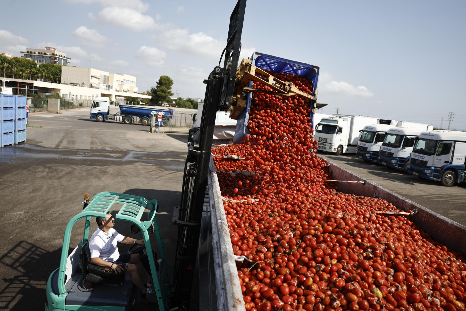 Más de 120.000 kilos de tomates "maduros y blanditos" cultivados en el sur de Valencia salen en camiones desde una empresa valenciana rumbo a Buñol, donde el miércoles serán la particular munición festiva de la Tomatina.EFE/Biel Aliño
