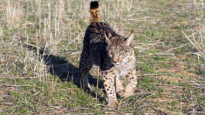 Un ejemplar de lince ibérico. Archivo EFE/ Beldad
