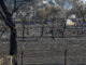 Imagen de la zona quemada en el incendio forestal declarado en la localidad madrileña de Loeches. EFE/ J.P.Gandul