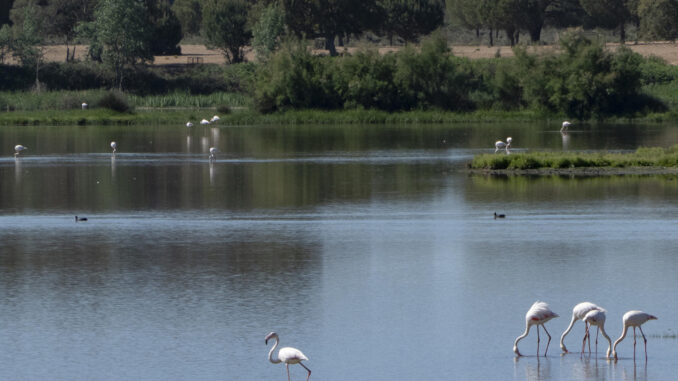 Flamencos y otras especies diferentes de aves que viven en el entorno del Parque Nacional de Doñana en el término municipal de Almonte (Huelva). EFE/David Arjona
