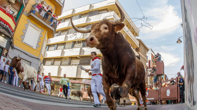 El segundo encierro matutino de San Sebastián de los Reyes ha concluido con diez heridos leves por caídas durante el recorrido. EFE/ Rodrigo Jiménez
