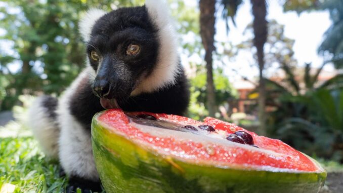 Helados de carne o verduras, granizados con tropezones de insectos, polos con sabor a pescado y sorbetes a base de sangre son algunos de los platos que incluye el menú veraniego del zoológico Bioparc de Fuengirola (Málaga) para que sus animales puedan refrescarse y mantenerse hidratados. .EFE/ Parque Bioparc SOLO USO EDITORIAL/SOLO DISPONIBLE PARA ILUSTRAR LA NOTICIA QUE ACOMPAÑA (CRÉDITO OBLIGATORIO)
