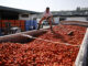 Más de 120.000 kilos de tomates "maduros y blanditos" cultivados en el sur de Valencia salen en camiones desde una empresa valenciana rumbo a Buñol, donde el miércoles serán la particular munición festiva de la Tomatina.EFE/Biel Aliño