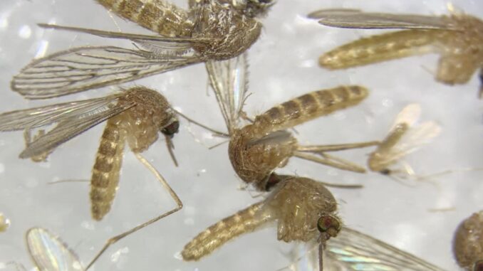 Imagen al microscopio de mosquitos para determinar si están infectados del virus del Nilo.EFE/Fermín Cabanillas
