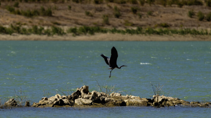 Un ave alza el vuelo sobre un trozo de tierra que asoma por la escasez de agua en el pantano de La Viñuela en Málaga. el pasado 27 de septiembre en una fotografía de archivo. EFE/ Jorge Zapata
