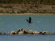 Un ave alza el vuelo sobre un trozo de tierra que asoma por la escasez de agua en el pantano de La Viñuela en Málaga. el pasado 27 de septiembre en una fotografía de archivo. EFE/ Jorge Zapata