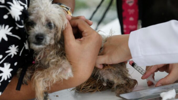 Un veterinario inyecta la vacuna de la rabia a un perro, en una fotografía de archivo. EFE/ Narong Sangnak
