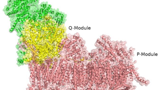 Esquema representando el complejo I mitocondrial con sus diferentes módulos. En verde en el módulo N, el amarillo el módulo Q y en rojo el módulo P. Crédito: CNIC
