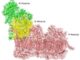 Esquema representando el complejo I mitocondrial con sus diferentes módulos. En verde en el módulo N, el amarillo el módulo Q y en rojo el módulo P. Crédito: CNIC