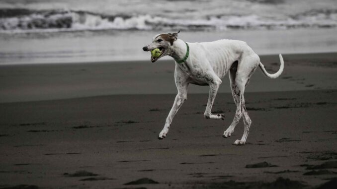 Un perro juega con una pelota, en una fotografía de archivo. EFE/Jeffrey Arguedas
