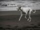 Un perro juega con una pelota, en una fotografía de archivo. EFE/Jeffrey Arguedas