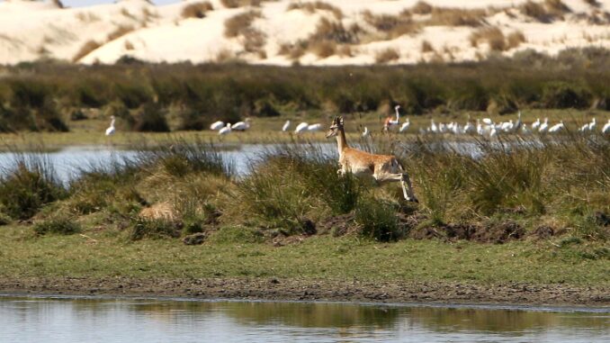 Santa Olalla, la mayor laguna del espacio natural de Doñana, ha cerrado el verano “en una situación crítica”, prácticamente seca -por tercer año consecutivo- y con solo una lámina superficial de humedad residual y barro, según ha advertido un equipo de la Estación Biológica de Doñana (EBD-CSIC).EFE/CSIC//SOLO USO EDITORIAL/SOLO DISPONIBLE PARA ILUSTRAR LA NOTICIA QUE ACOMPAÑA (CRÉDITO OBLIGATORIO)//
