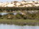 Santa Olalla, la mayor laguna del espacio natural de Doñana, ha cerrado el verano “en una situación crítica”, prácticamente seca -por tercer año consecutivo- y con solo una lámina superficial de humedad residual y barro, según ha advertido un equipo de la Estación Biológica de Doñana (EBD-CSIC).EFE/CSIC//SOLO USO EDITORIAL/SOLO DISPONIBLE PARA ILUSTRAR LA NOTICIA QUE ACOMPAÑA (CRÉDITO OBLIGATORIO)//