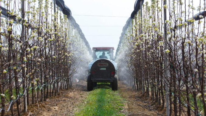 Un vehículo fumiga perales en un huerto de frutales, en una imagen de archivo. EFE/ Gyorgy Varga
