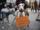 Decenas de personas acompañadas por sus perros, sobre todo galgos pero también de otras razas, se manifiestan para exigir que se prohíba el uso de perros para la caza y se les proteja en la ley de Bienestar Animal, en una imagen de archivo. EFE/ROMÁN G. AGUILERA