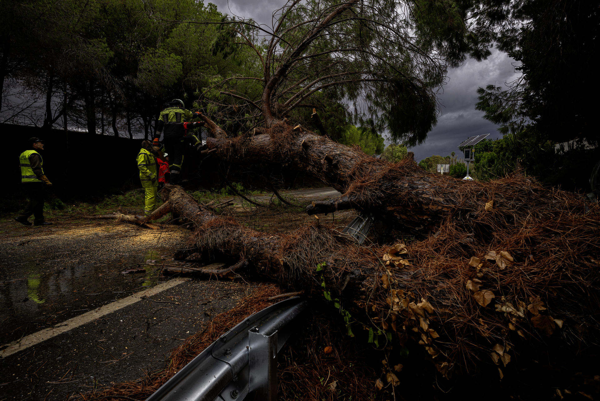 Efectivos del cuerpo de bomberos cortan un árbol de grandes dimensiones que ha caído en la carretera A-7052 en el kilometro 44,5, tras las intensas lluvias de la fuerte dana que afecta especialmente el sur y el este de la península ibérica. EFE/Jorge Zapata.
