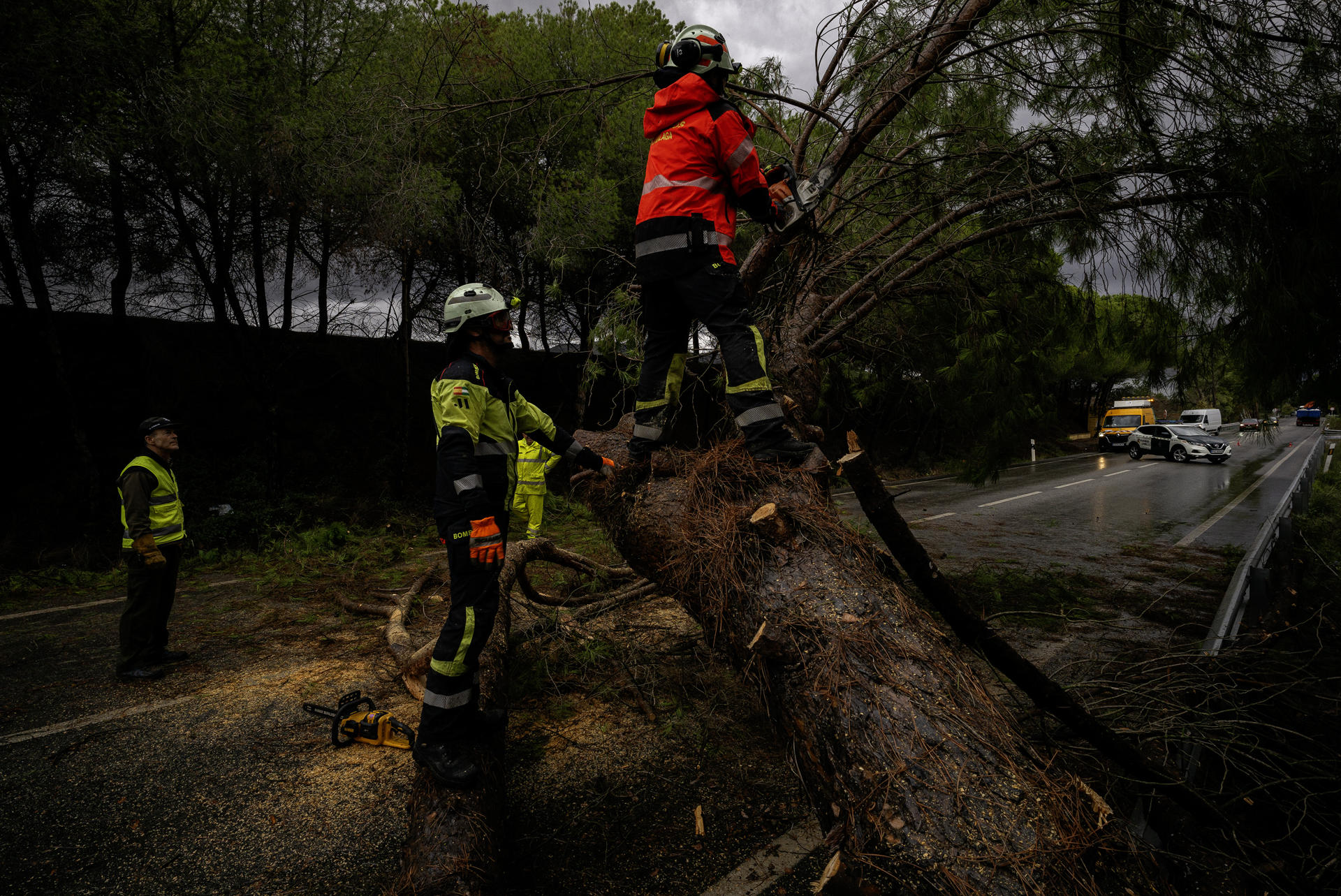 Efectivos del cuerpo de bomberos cortan un árbol de grandes dimensiones que ha caído en la carretera A-7052 en el kilometro 44,5, tras las intensas lluvias de la fuerte dana que afecta especialmente el sur y el este de la península ibérica. EFE/Jorge Zapata.
