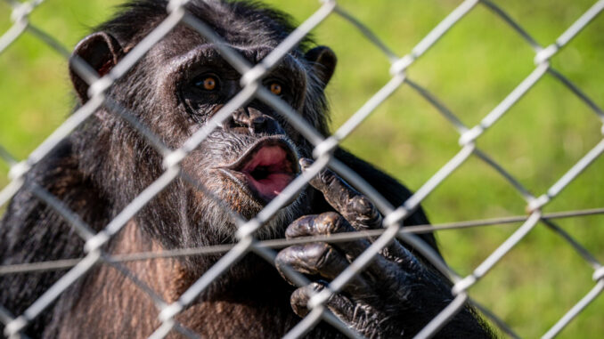 En la imagen, un ejemplar de simio, en el Centro de Rescate de Primates Rainfer/ Fundación Chimpatía que es un lugar de rehabilitación y descanso para todos aquellos primates que han sido forzados a vivir una vida que no merecían. EFE/Fernando Villar
