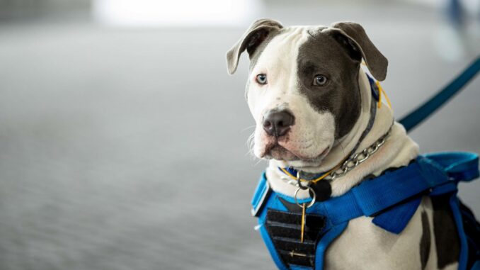 Estabilizado un niño que fue atacado por un 'pitbull' en una vivienda ocupada de Alcalá. Imagen de archivo de un perro de la raza pitbull. EFE/ Ronald Peña
