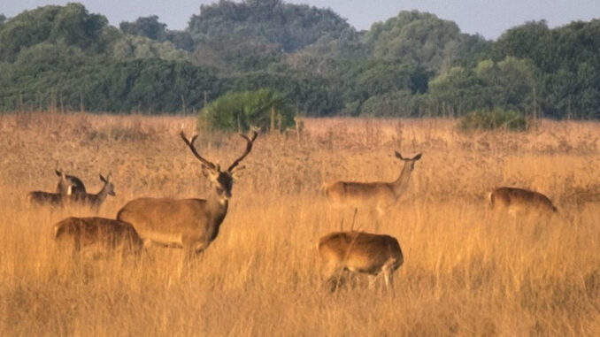 En la imagen de archivo, un grupo de ciervos en el interior de Doñana. EFE/Julián Pérez
