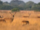 En la imagen de archivo, un grupo de ciervos en el interior de Doñana. EFE/Julián Pérez