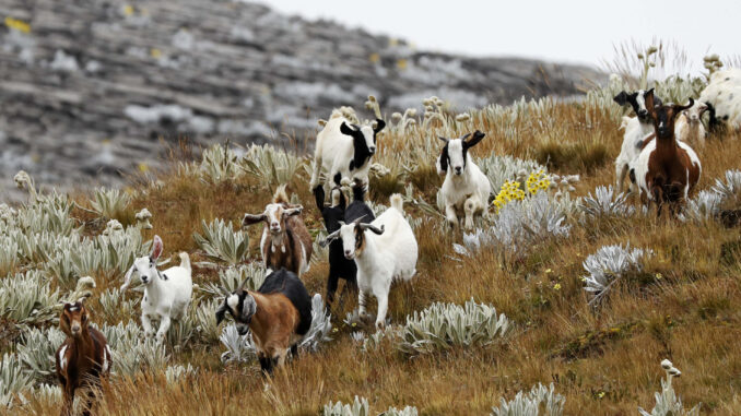 Fotografía de archivo del 29 de noviembre de 2023 de un grupo de cabras en el páramo El Almorzadero, en Santander (Colombia). EFE/ Carlos Ortega
