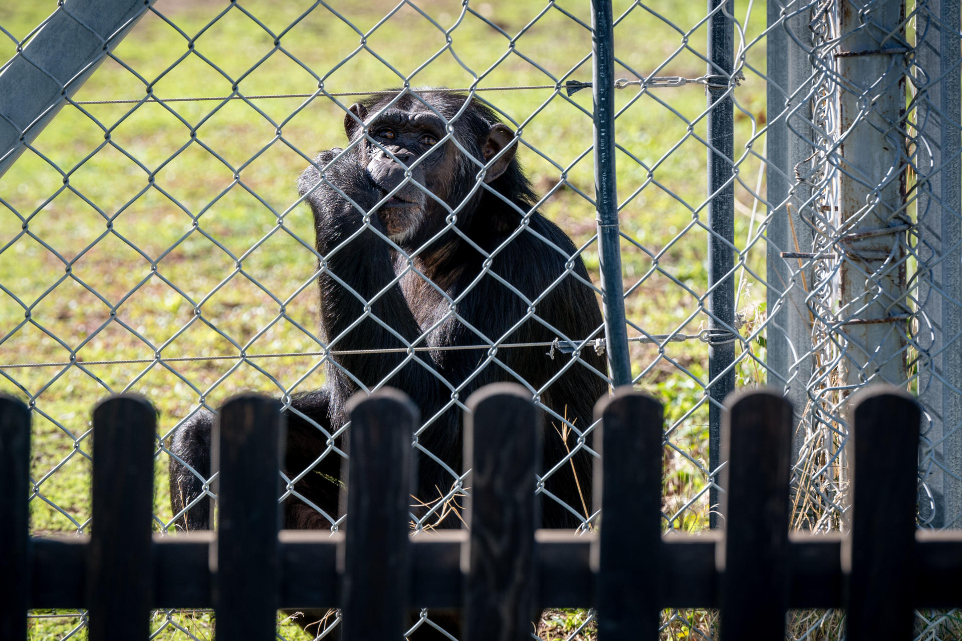 En la imagen, un ejemplar de simio, en el Centro de Rescate de Primates Rainfer/ Fundación Chimpatía que es un lugar de rehabilitación y descanso para todos aquellos primates que han sido forzados a vivir una vida que no merecían. EFE/Fernando Villar
