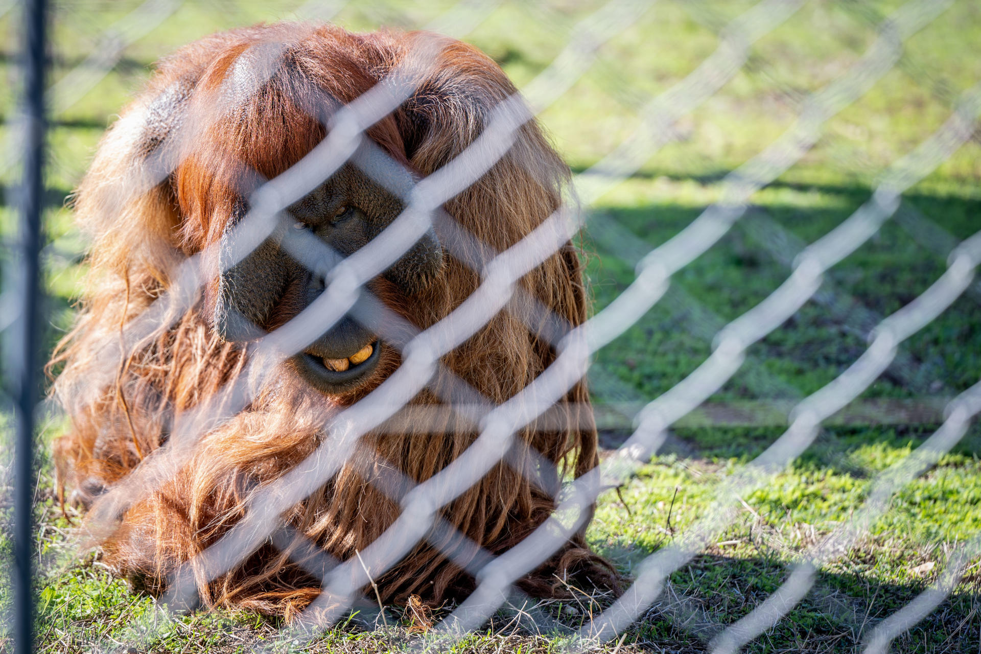 En la imagen, un ejemplar de simio, en el Centro de Rescate de Primates Rainfer/ Fundación Chimpatía que es un lugar de rehabilitación y descanso para todos aquellos primates que han sido forzados a vivir una vida que no merecían. EFE/Fernando Villar
