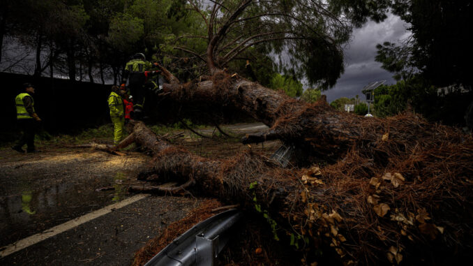 Efectivos del cuerpo de bomberos cortan un árbol de grandes dimensiones que ha caído en la carretera A-7052 en el kilometro 44,5, tras las intensas lluvias de la fuerte dana que afecta especialmente el sur y el este de la península ibérica. EFE/Jorge Zapata.
