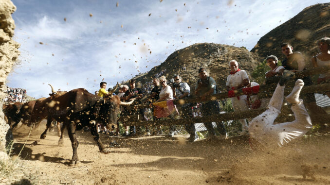 Fotografía del fotógrafo de la Agencia EFE en Navarra Jesús Diges, una imagen realizada en el encierro del Pilón de Falces el pasado verano, por la que ha sido galardonado con el premio Teobaldo 2024 a la fotografía de prensa. EFE/Jesus Diges
