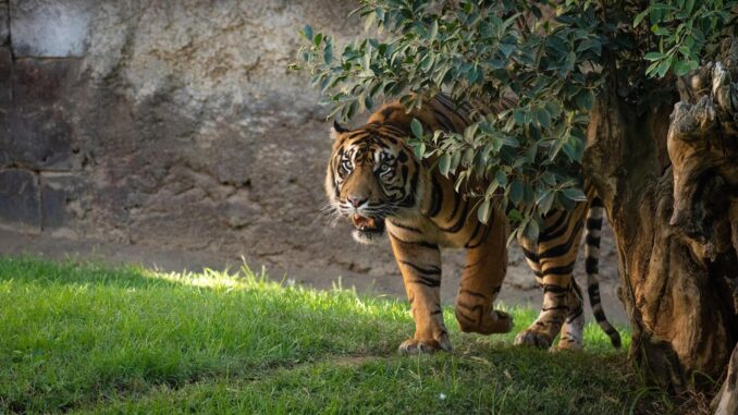 Un ejemplar de Tigre de Sumatra en el Parque Bioparc de Fuengirola (Málaga). El tigre de Sumatra se enfrenta a una crisis que "amenaza con extinguirlo en un futuro cercano", una situación que ha llevado a la Fundación de Bioparc Fuengirola a aunar esfuerzos con un parque francés para proteger esta especie.EFE/Bioparc Fuengirola//SOLO USO EDITORIAL/SOLO DISPONIBLE PARA ILUSTRAR LA NOTICIA QUE ACOMPAÑA (CRÉDITO OBLIGATORIO)//
