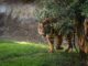 Un ejemplar de Tigre de Sumatra en el Parque Bioparc de Fuengirola (Málaga). El tigre de Sumatra se enfrenta a una crisis que "amenaza con extinguirlo en un futuro cercano", una situación que ha llevado a la Fundación de Bioparc Fuengirola a aunar esfuerzos con un parque francés para proteger esta especie.EFE/Bioparc Fuengirola//SOLO USO EDITORIAL/SOLO DISPONIBLE PARA ILUSTRAR LA NOTICIA QUE ACOMPAÑA (CRÉDITO OBLIGATORIO)//