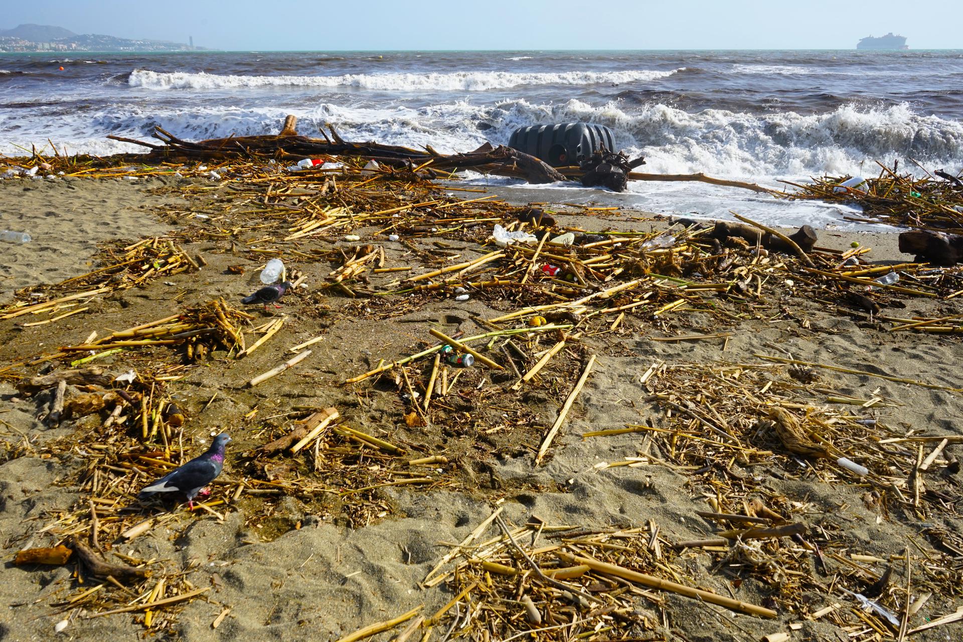 Aspecto de la Playa de la Malagueta este viernes que ha amanecido llena de basura, cañas y troncos tras el paso de la DANA que causó el miércoles fuertes inundaciones en Málaga capital y su provincia. EFE/María Alonso
