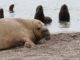 Elefante marino macho adulto cerca de leones marinos en octubre de 2024. Los elefantes marinos adultos y los leones marinos se entremezclan con frecuencia en las colonias de cría a lo largo de la Península Valdés en Argentina. El estrecho contacto entre especies puede haber facilitado la propagación de la gripe aviar altamente patógena en 2023. Fotografía facilitada por Ralph Vanstreels, UC Davis. EFE