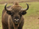 Bisonte europeo en semilibertad en una finca de la Sierra de Andújar (Jaén). EFE/ Carlos Romero/SOLO USO EDITORIAL/SOLO DISPONIBLE PARA ILUSTRAR LA NOTICIA QUE ACOMPAÑA (CRÉDITO OBLIGATORIO)