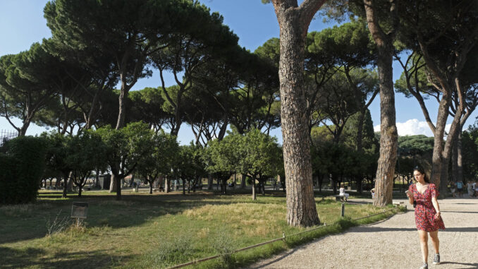 Pinos en un parque, en una fotografía de archivo.EFE/ Antonello Nusca
