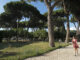 Pinos en un parque, en una fotografía de archivo.EFE/ Antonello Nusca