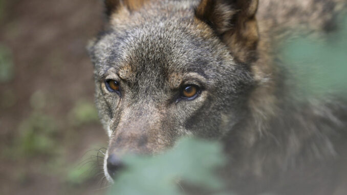 Un lobo Ibérico en una imagen de archivo. EFE/ J.L.Cereijido
