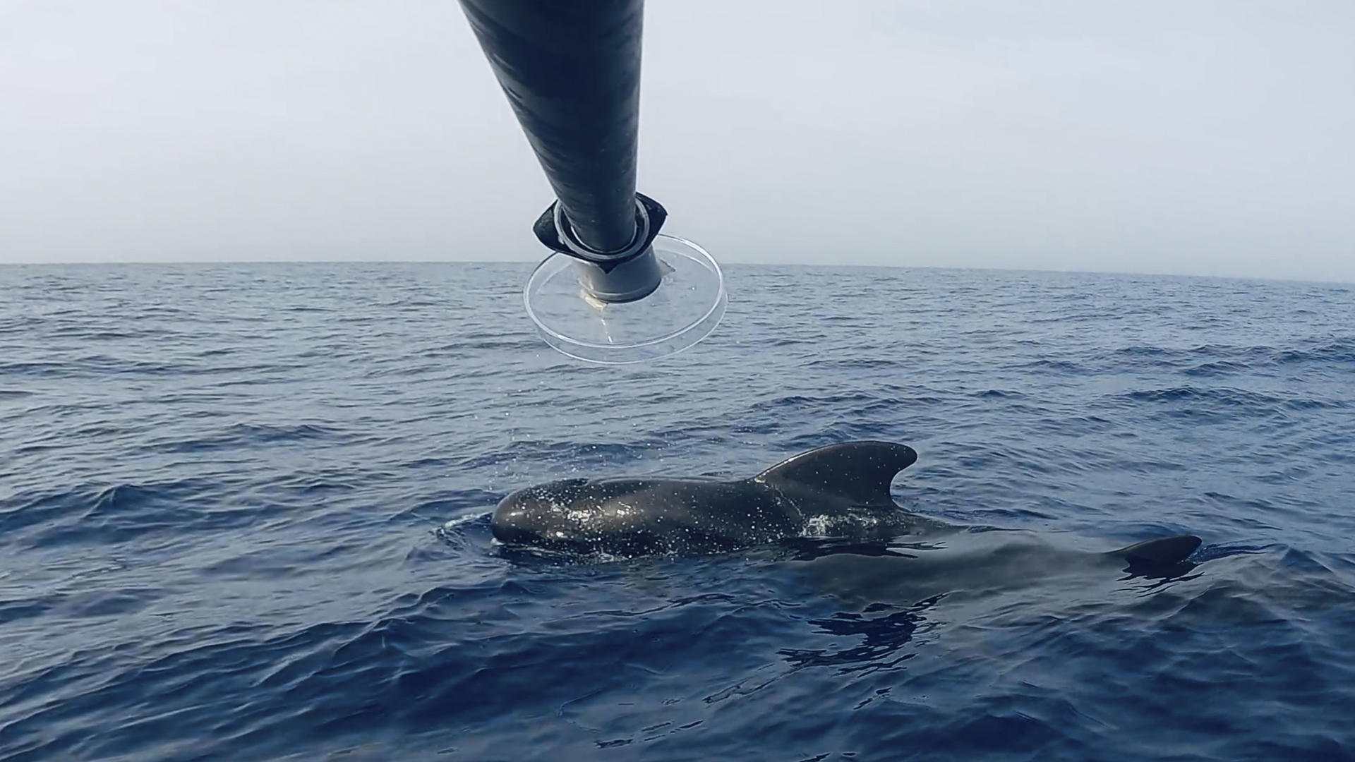 Fotografía de un ejemplar de ballena piloto (Globicephala) en aguas de las islas Canarias. Un equipo de investigadoras de las universidades de Oviedo y de La Laguna ha desarrollado una nueva técnica de muestreo para extraer ADN de cetáceos en libertad, con el objeto de realizar el seguimiento del estado de salud de los animales con mínimo impacto. EFE/ Universidad de La Laguna / ***SOLO USO EDITORIAL/SOLO DISPONIBLE PARA ILUSTRAR LA NOTICIA QUE ACOMPAÑA (CRÉDITO OBLIGATORIO)***
