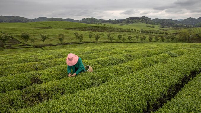 Una mujer cosecha hojas de té en una plantación en Yongxing, cerca de la ciudad de Zunyi, en la provincia central de Guizhou, China, en una imagen de archivo. EFE/EPA/ROMAN PILIPEY
