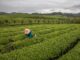 Una mujer cosecha hojas de té en una plantación en Yongxing, cerca de la ciudad de Zunyi, en la provincia central de Guizhou, China, en una imagen de archivo. EFE/EPA/ROMAN PILIPEY