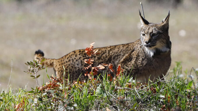 Fotografía realizada el 18/02/2022 en Villafranca (Córdoba) en la suelta de un lince del programa LIFE. EFE/Salas
