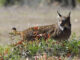 Fotografía realizada el 18/02/2022 en Villafranca (Córdoba) en la suelta de un lince del programa LIFE. EFE/Salas