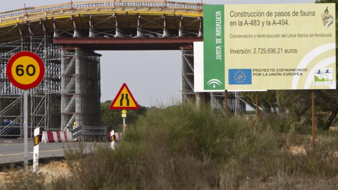 Paso elevado conocido como "ecoducto" en la carretera A-494, que une los dos arcenes de la carretera mediante una estructura de varios metros de altura y 15 metros de ancho, que es recubierta con tierra y plantas para conformar un paso natural de fauna, uno de los pasos de fauna para paliar los atropellos de linces con que cuentan las carreteras del Espacio Natural de Doñana, en una imagen de archivo. EFE/Julián Pérez
