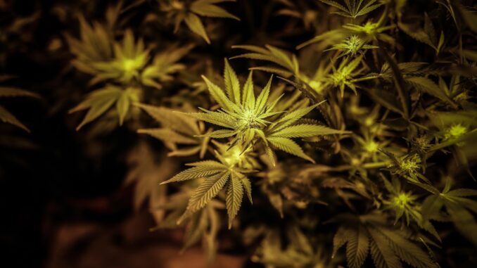 Dos detenidos por cultivar y mantener 843 plantas de marihuana en Villaviciosa de Odón. EFE/Juan Ignacio Roncoroni
