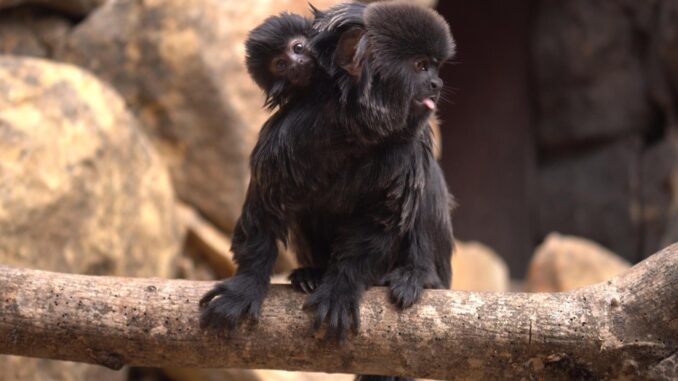 Madre de tití de Goeldi ('Callimico goeldii') con su cría nacida en el parque zoológico Bioparc de la ciudad malagueña de Fuengirola. Pertenece a una especie amenazada de primate, endémica de la región amazónica occidental y con curiosas vocalizaciones.EFE/BIOPARC Fuengirola //SOLO USO EDITORIAL/SOLO DISPONIBLE PARA ILUSTRAR LA NOTICIA QUE ACOMPAÑA (CRÉDITO OBLIGATORIO)//
