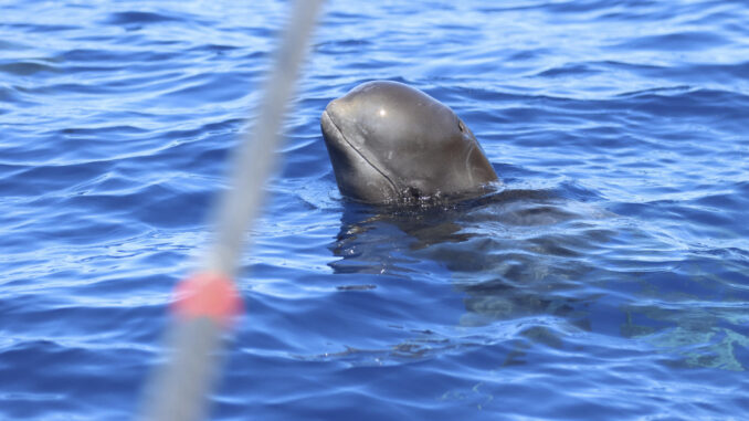 Fotografía de un ejemplar de ballena piloto (Globicephala) en aguas de las islas Canarias. Un equipo de investigadoras de las universidades de Oviedo y de La Laguna ha desarrollado una nueva técnica de muestreo para extraer ADN de cetáceos en libertad, con el objeto de realizar el seguimiento del estado de salud de los animales con mínimo impacto. EFE/ Universidad de La Laguna / ***SOLO USO EDITORIAL/SOLO DISPONIBLE PARA ILUSTRAR LA NOTICIA QUE ACOMPAÑA (CRÉDITO OBLIGATORIO)***
